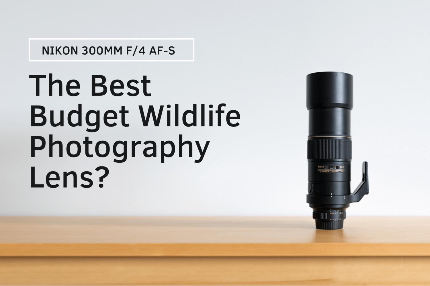 Wildlife Photography on a Budget: Nikon 300mm f/4 AF-S Review